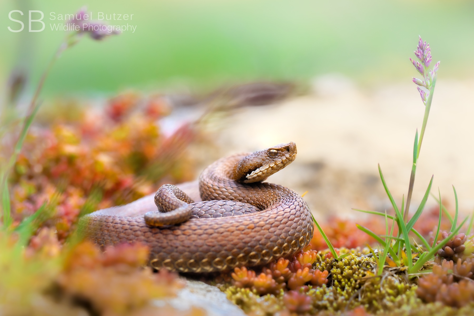 Vipère/ ©Samuel Butzer