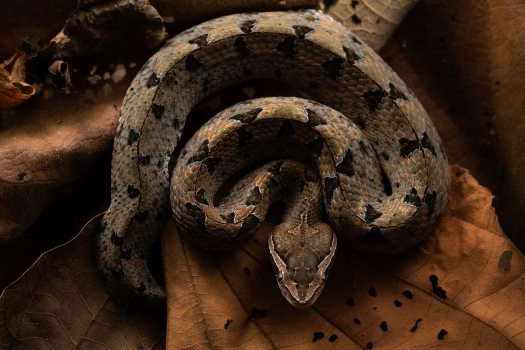 Vipère aspic /© Samuel Butzer