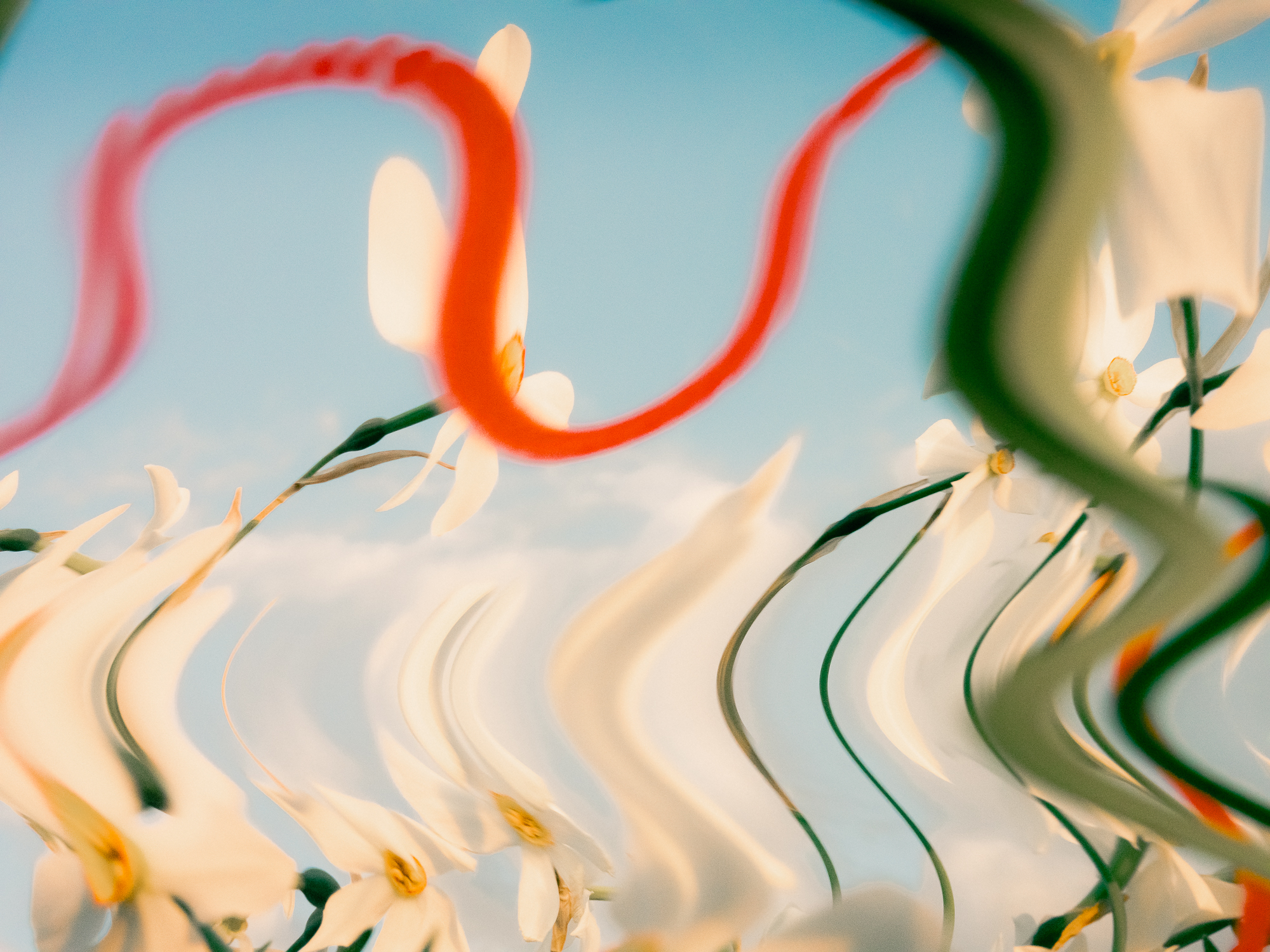 Etudes Florales / © Etienne Francey