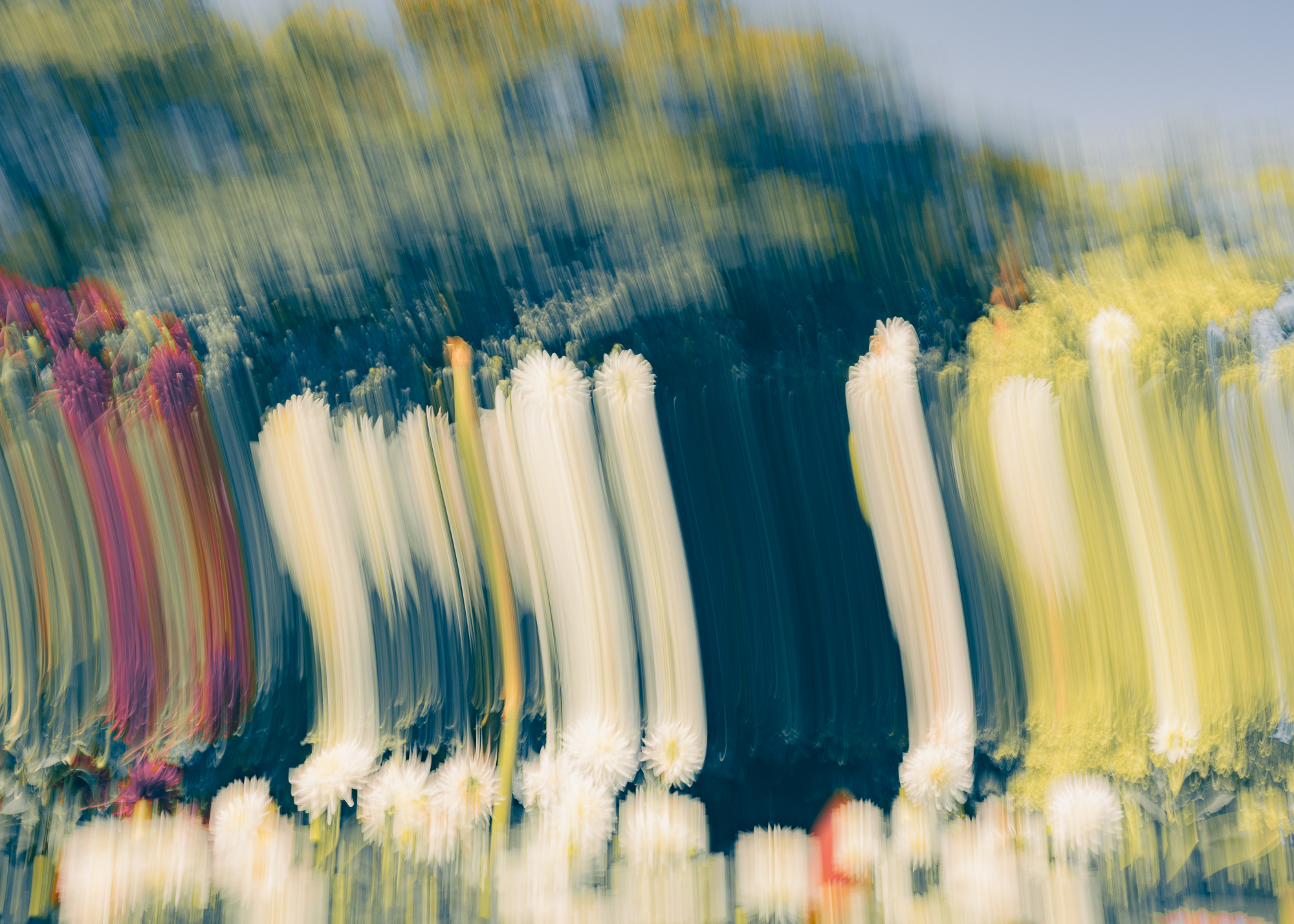 Études Florales © Étienne Francey