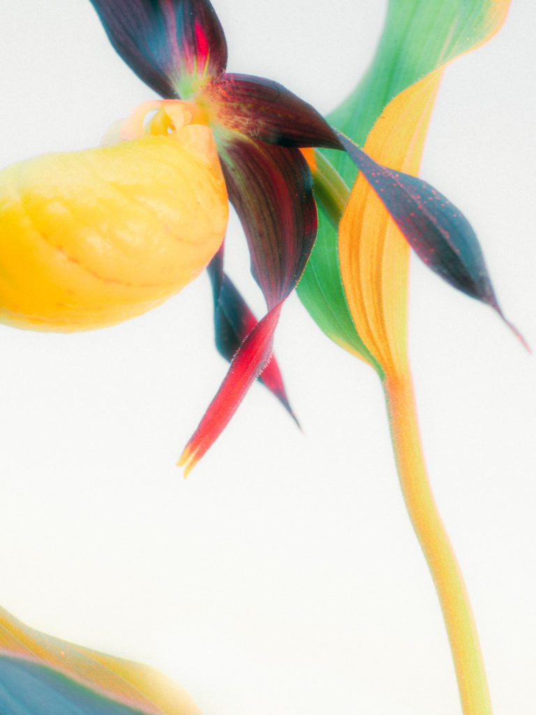 Études Florales © Étienne Francey