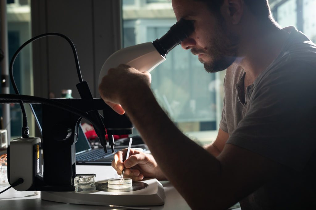 Pierre Loria analysant des spécimens d'araignées à la loupe binoculaire