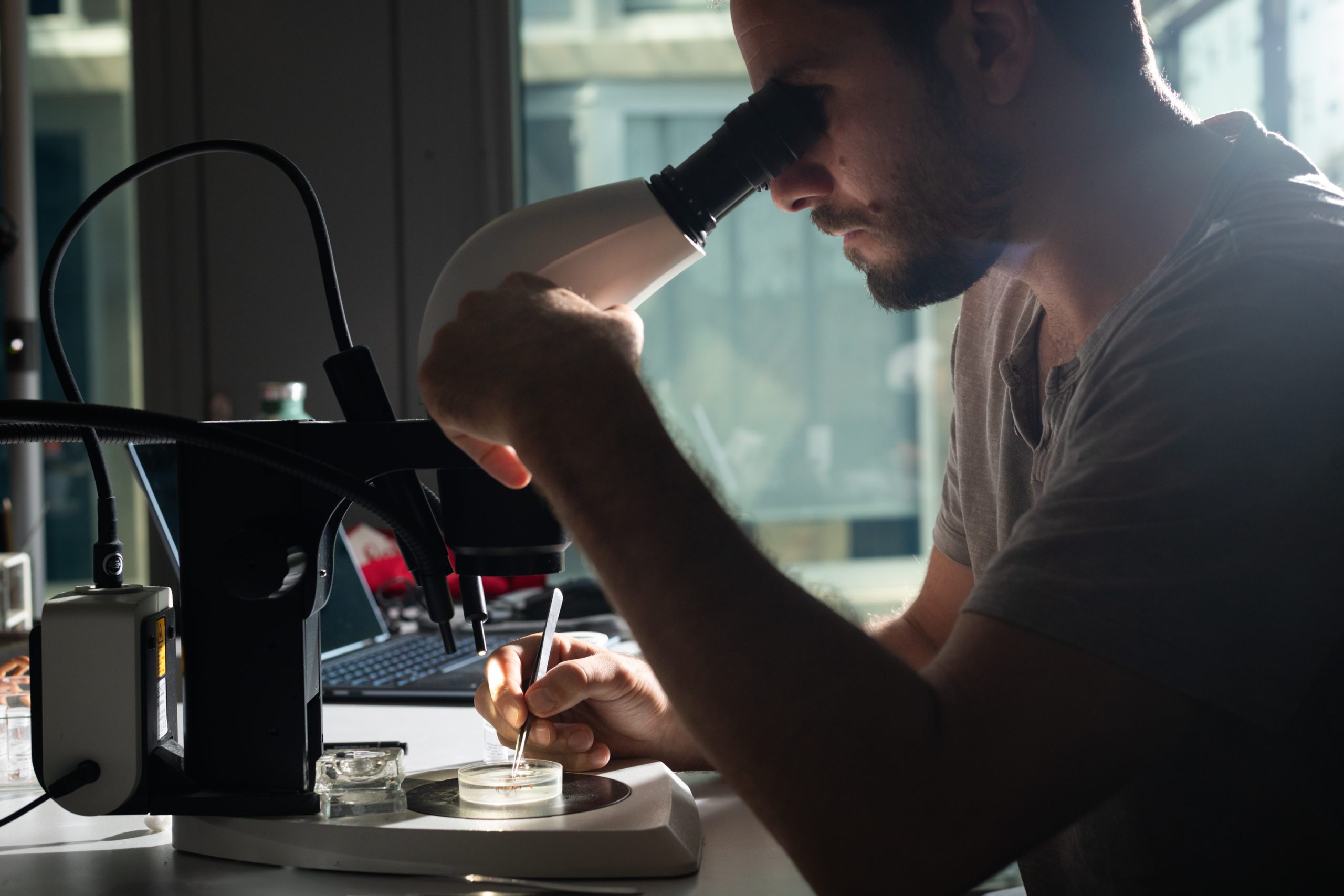 Pierre Loria analysant des spécimens d'araignées à la loupe binoculaire